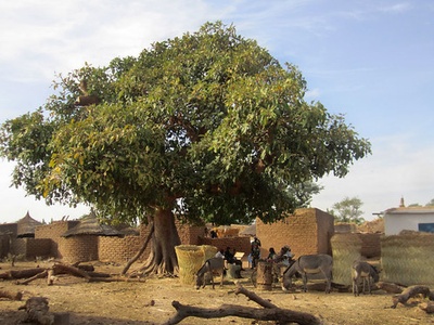 Shea tree