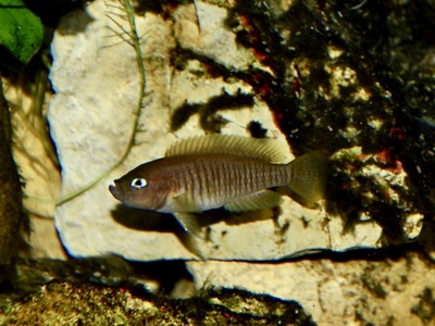 Shell-dwelling cichlid
