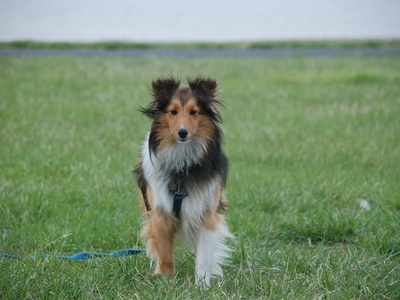 Shetland Sheepdog