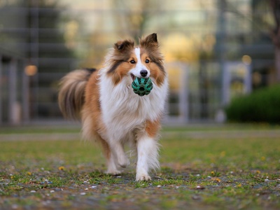 Shetland Sheepdog