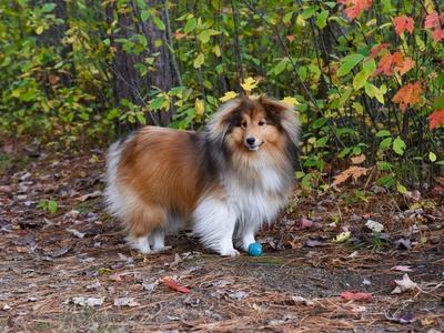 Shetland Sheepdog
