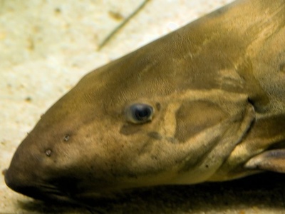 Shield-head Catfish