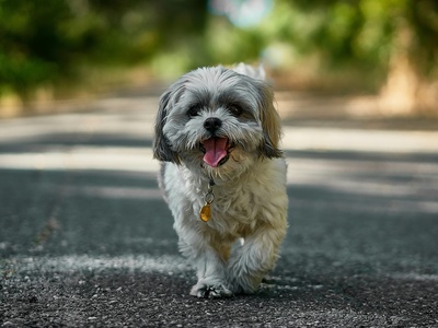 Shih Tzu