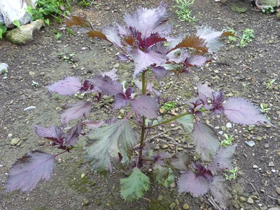 Shiso (perilla)