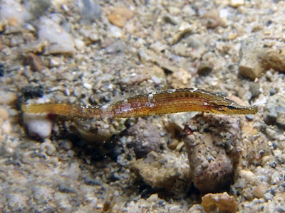 Short-bodied Pipefish
