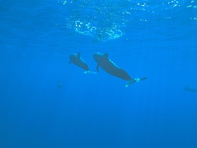 Short-finned Pilot Whale