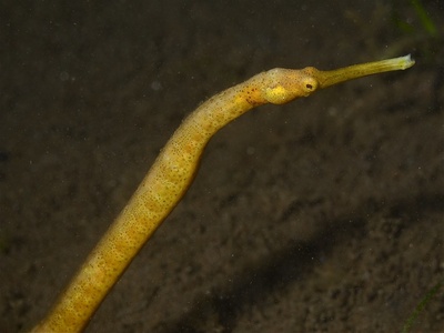 Short-tail Pipefish