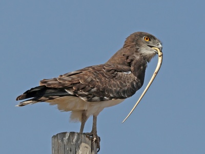 Short-toed Snake Eagle