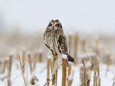 Short‑eared Owl