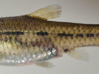 Shortfin Barb