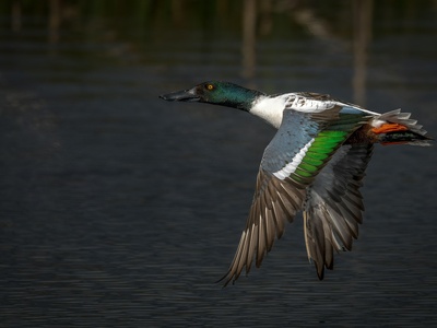 Shoveler