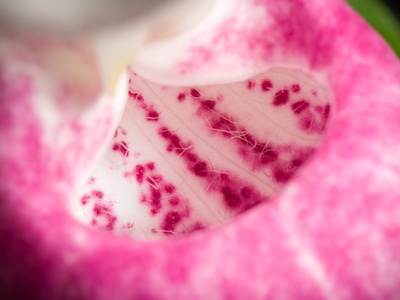 Showy lady's slipper