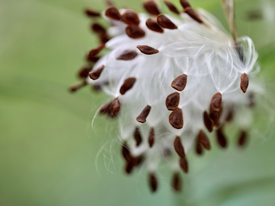 Showy Milkweed