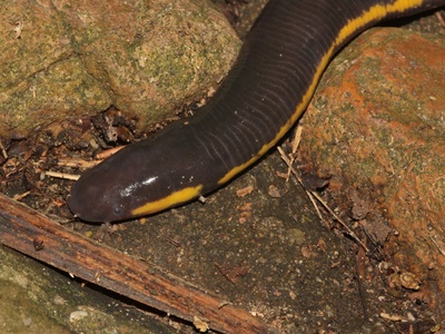 Siam Caecilian