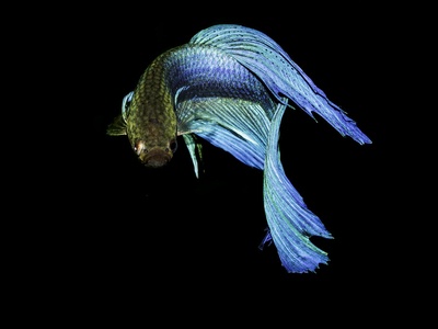 Siamese Fighting Fish