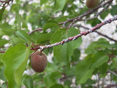 Siberian apricot