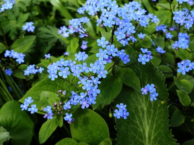 Siberian Bugloss