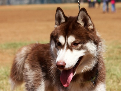 Siberian Husky