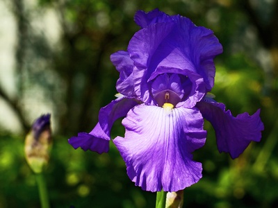 Siberian Iris