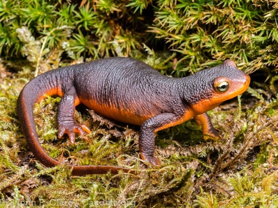 Sierra Newt