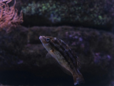 Silver-cheeked Toadfish