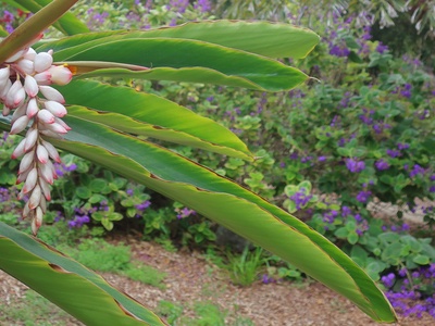 Silver-leafed Bromeliad