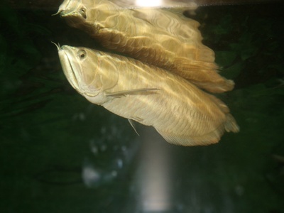 Silver Barbel