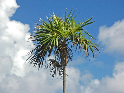 Silver thatch palm