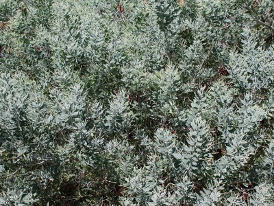 Silver Wattle