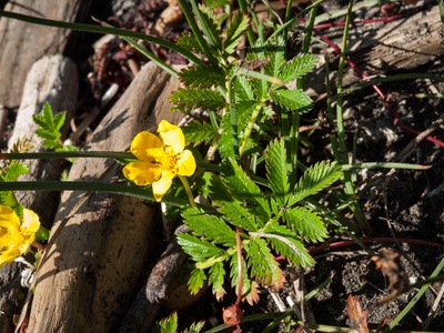 Silverweed