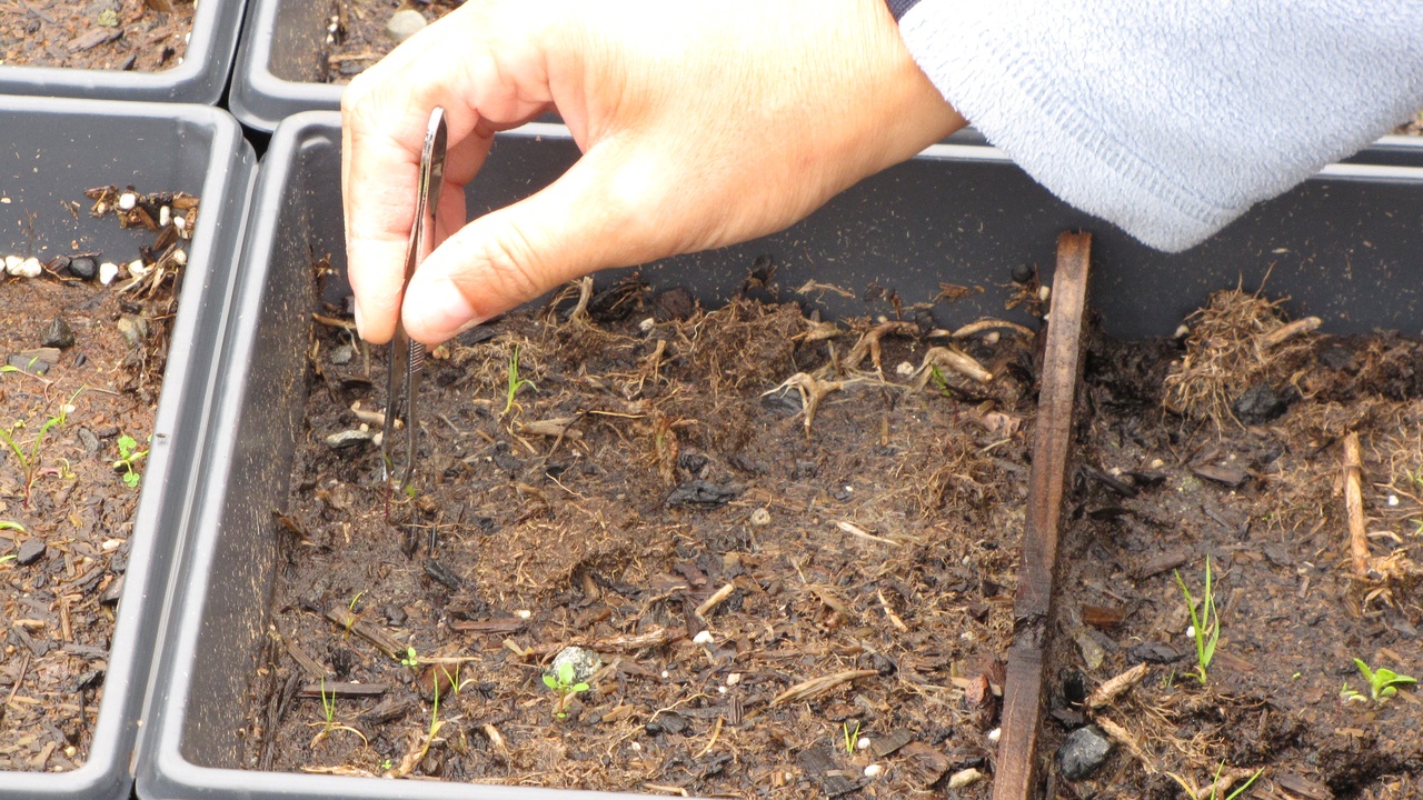 Seed trays and seedlings on a sunny windowsill, ready for indoor transplanting.