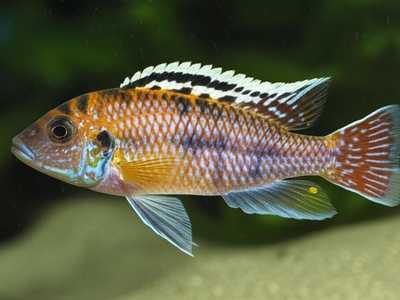 Simpson's Cichlid