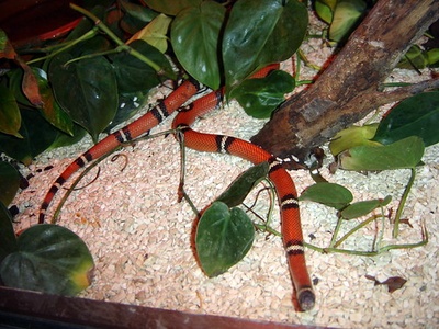 Sinaloan Milk Snake