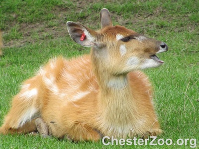 Sitatunga