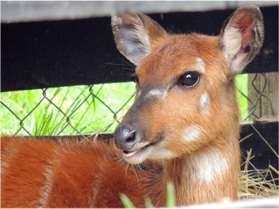 Sitatunga