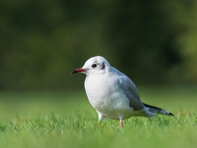 Slender-billed Gull