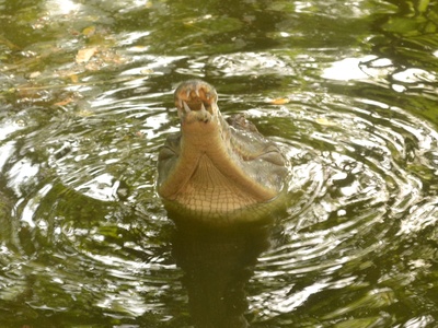 Slender-snouted Crocodile