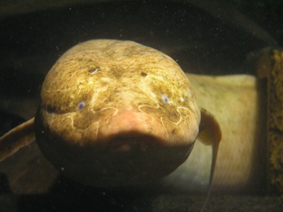 Slender Lungfish
