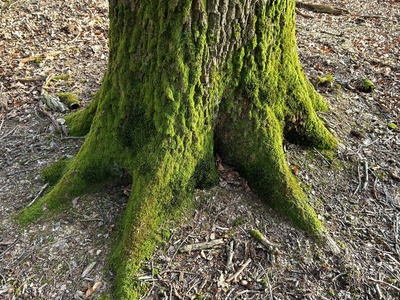Slender Mouse-tail Moss