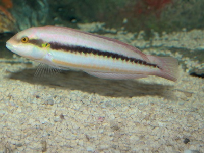 Slippery dick