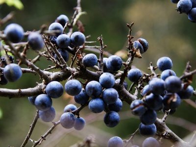 Sloe