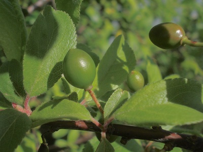 Sloe (blackthorn)
