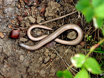 Slow Worm