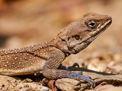 Small-scaled Rock Agama