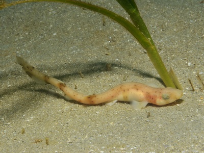 Small-spotted Catshark