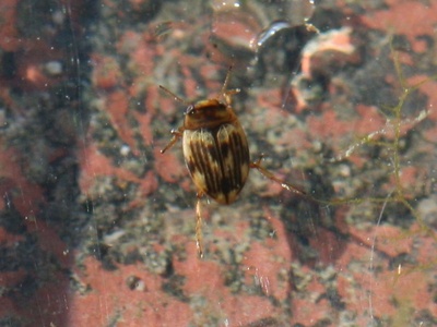 Small Diving Beetle