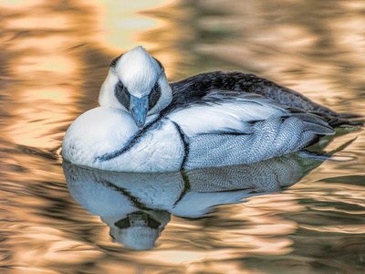 Smew
