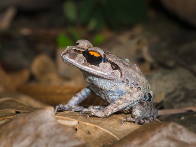 Smith's Litter Frog