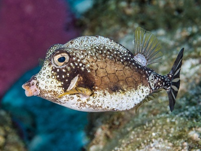 Smooth trunkfish