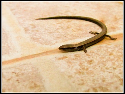 Snake-eyed Skink